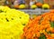 A Kiku and Japanese Chrysanthemum Flower Show