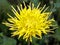 A Kiku and Japanese Chrysanthemum Flower Show