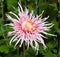 A Kiku and Japanese Chrysanthemum Flower Show