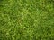 Kikuyu grass makes an excellent, resilient back lawn.