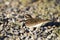 Kildeer, Charadrius vociferus