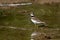 Kildeer, Charadrius vociferus