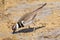 A kildeer getting micro organisms from mammoth springs Yellowstone National Park