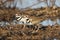 Kildeer Pair in the Field