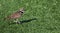 Kildeer plover bird walking on a turf field