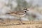 A kildeer side portrait in mammoth springs Yellowstone National Park