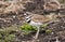 Kildeer in the spring - - a shorebird you see without going to the beach