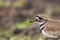 Kildeer in the spring - - a shorebird you see without going to the beach