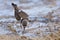 A kildeer stalking prey in mammoth springs Yellowstone National Park