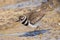 A kildeer taking a bath  from mammoth springs Yellowstone National Park