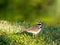 Kildeer Vocalizing