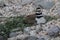 Kildeer with Young near the Indian River Inlet