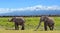 Kilimanjaro elephants