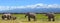 Kilimanjaro elephants