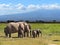 Kilimanjaro elephants