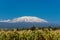 Kilimanjaro mountain above mais field