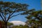 Kilimanjaro mountain through trees