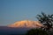 Kilimanjaro mountain through trees