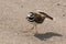 Killdeer