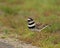 Killdeer