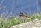 Killdeer