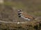 Killdeer