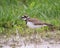 Killdeer