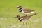 Killdeer Behavior