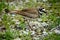 Killdeer Bird With Eggs