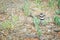 Killdeer bird guards her nest of eggs.