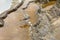 Killdeer Bird at Mammoth Hotsprings in Yellowstone