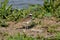 Killdeer bird standing by lake