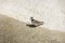 Killdeer bird wades in a shallow concrete pond