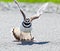 Killdeer bird warding off danger