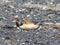 Killdeer Broken Wing Diversion Technique 3