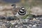 Killdeer Calling to Defend its Territory