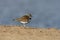 Killdeer, Charadrius vociferus