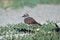 Killdeer, Charadrius vociferus