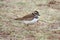 Killdeer (Charadrius vociferus)