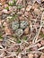 Killdeer or Charadrius vociferus Nest in the wild