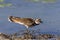 Killdeer (Charadrius vociferus) on Shore of Pond