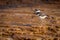 Killdeer chick foraging on the mineral formations of Mammoth Hot Springs