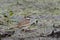 Killdeer closeup in a marsh