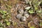 Killdeer Eggs