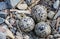 Killdeer eggs