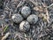 Killdeer eggs