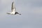 Killdeer Flying in a Blue Sky