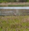 Killdeer flying at lakeside marsh