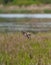 Killdeer flying at lakeside marsh