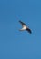 Killdeer flying at lakeside marsh
